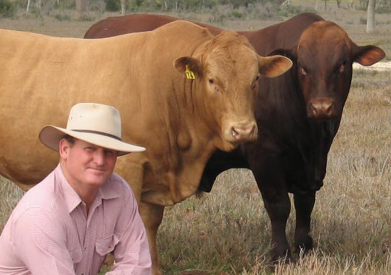 Belmont Bull